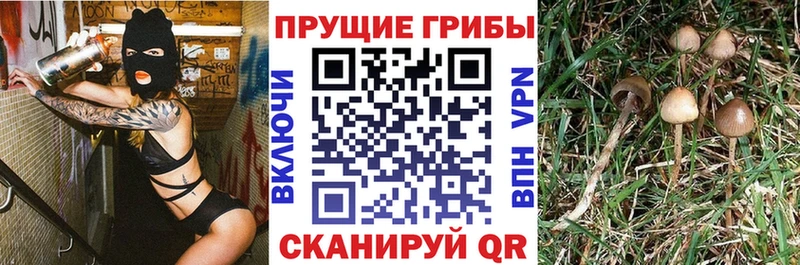 купить наркоту  Усолье  Галлюциногенные грибы Cubensis 